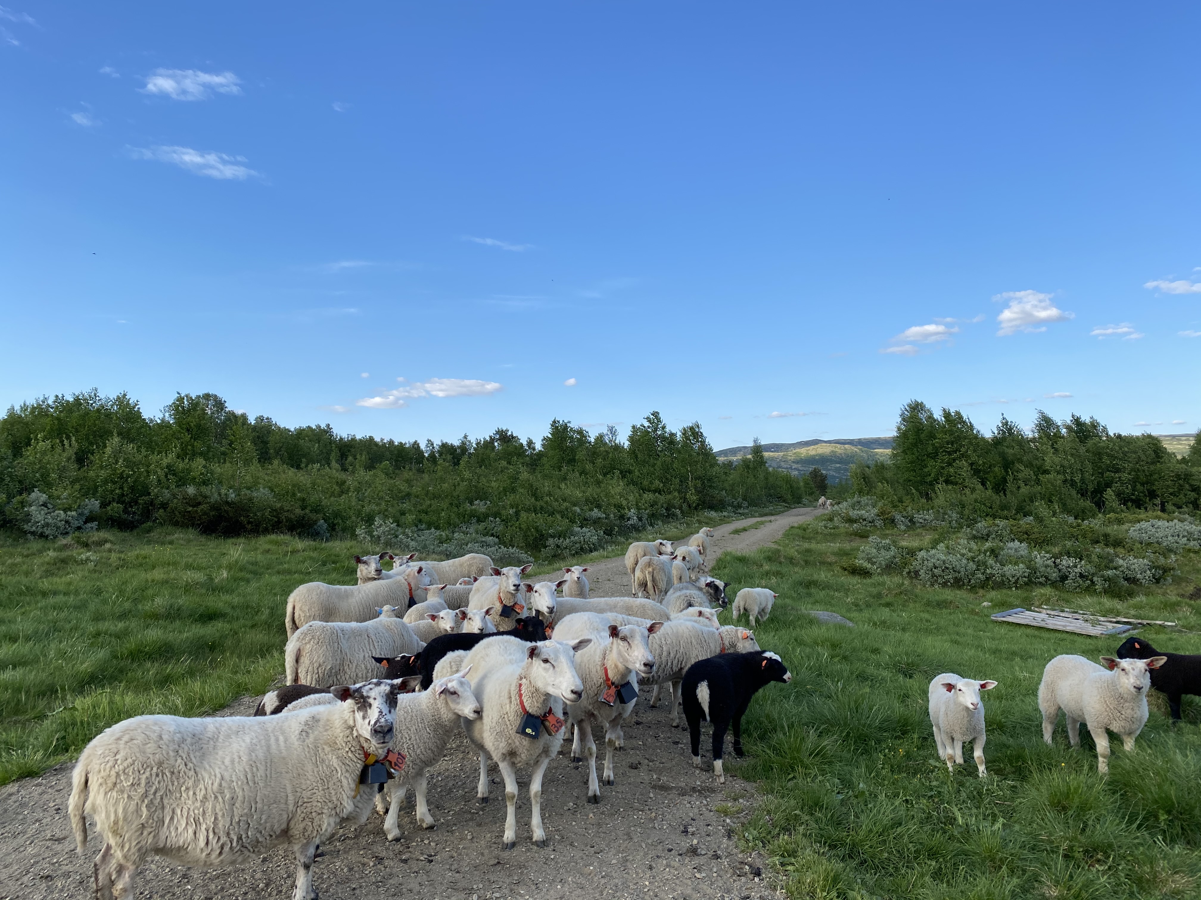 Sau på utmarksbeite. Foto: Anna Dybvad Alstad . Bildet viser sau som går på utmarksbeite.
