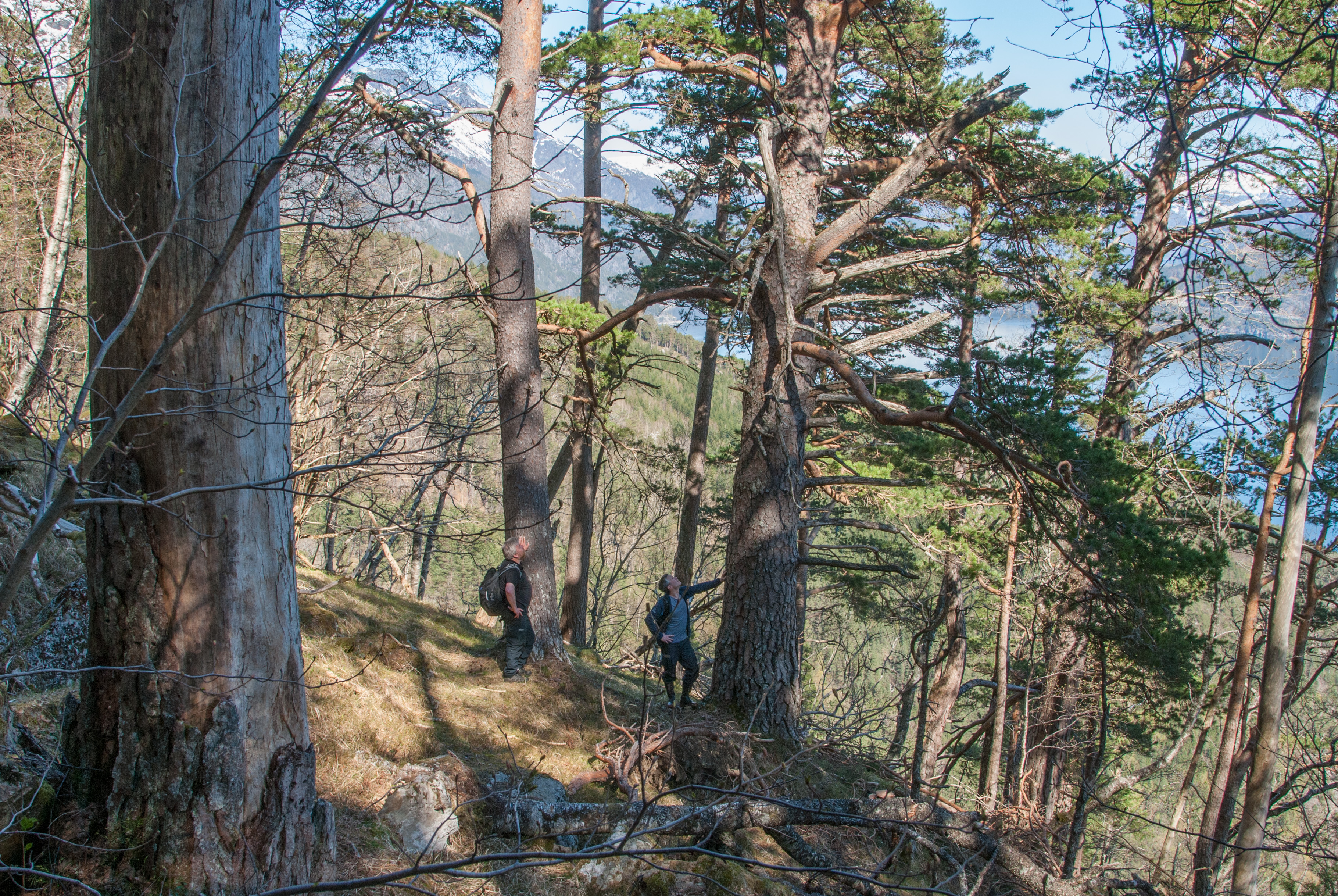 Frå Åkre og Vikane i Ullensvang kommune. Skogen her er blant de eldste, mest intakte og naturprega i Hordaland.