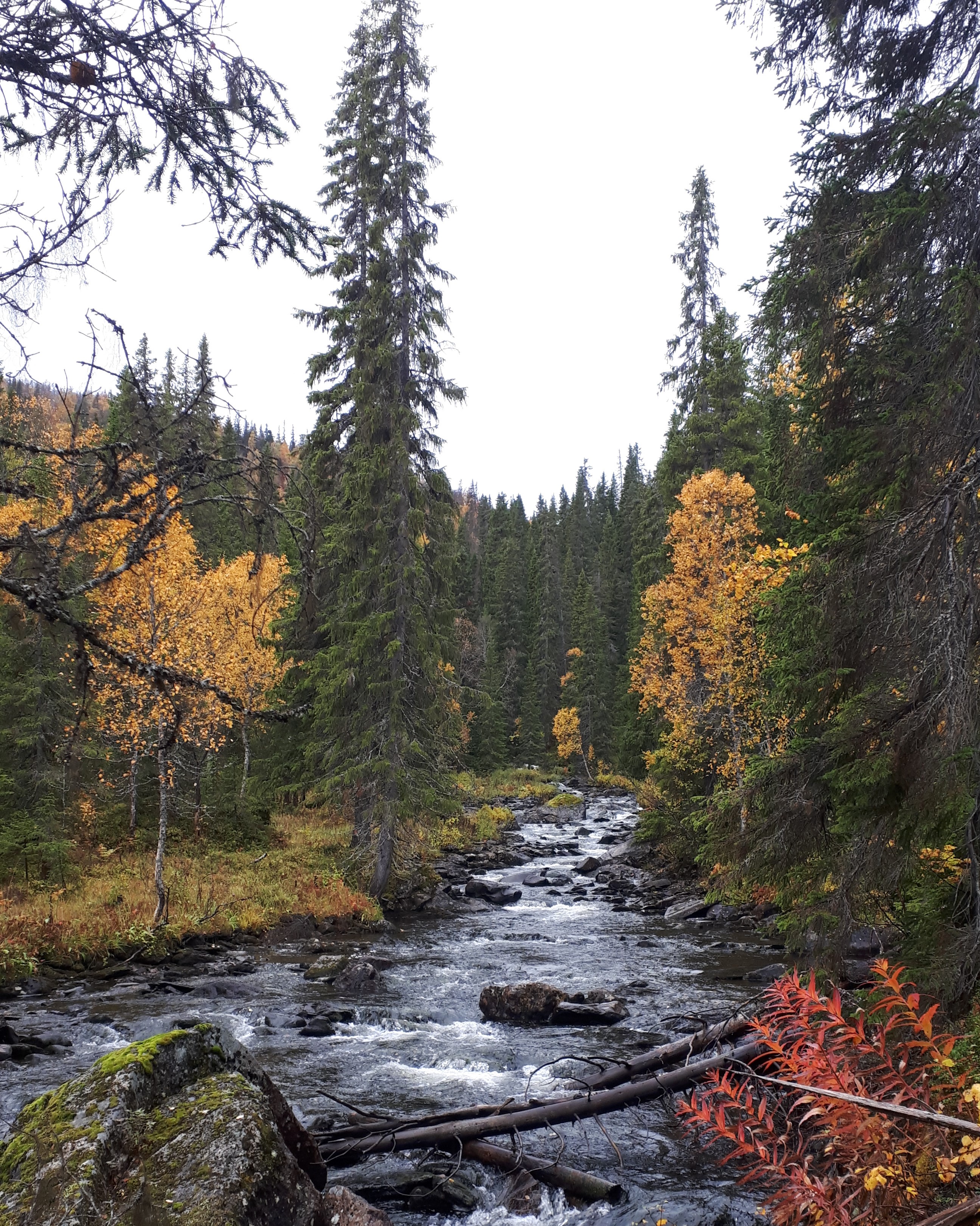 Guselva naturreservat