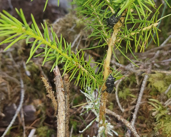 I mange nyplantingar er gransnutebillen ein stort problem, fordi dei et opp borken på små planter. Foto: Odd Løset