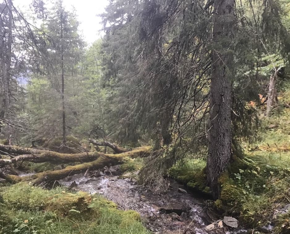 Gammel skog i det foreslåtte verneområdet Horsbergvatnet. Foto: Joachim Restad, BioFokus
