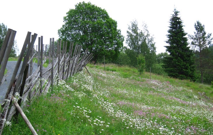 Blomstereng i kulturlandskap 