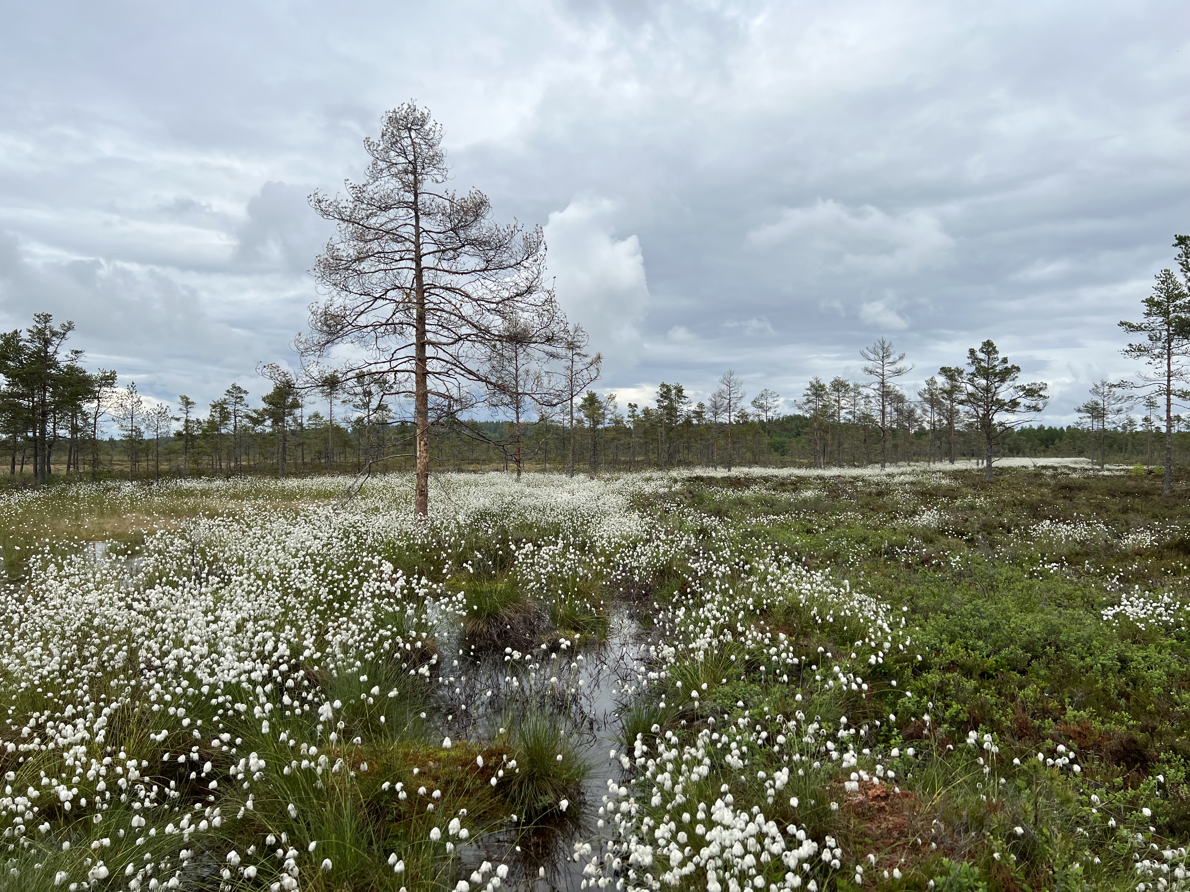 Torvmyrull i naturreservat