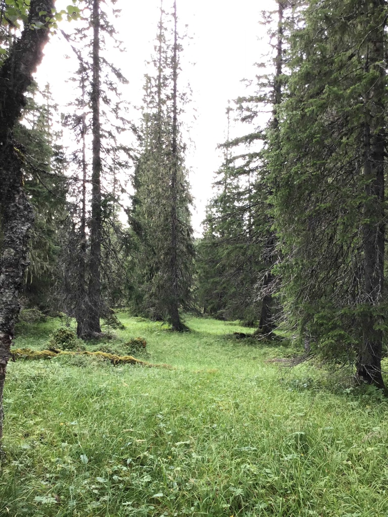 Fra de rike granskogene i Korngrosletta naturreservat. Foto: Solfrid Helene Lien Langmo, BioFokus.