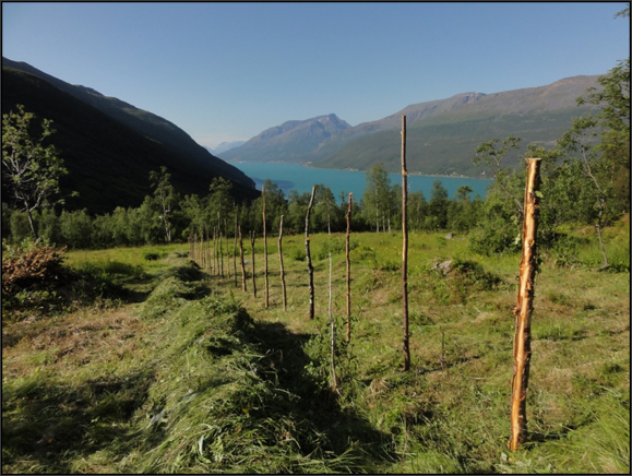 Slått på hesjer i Skardalen