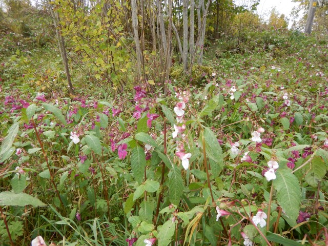 Kjempespringfrø. Foto: Fylkesmannen