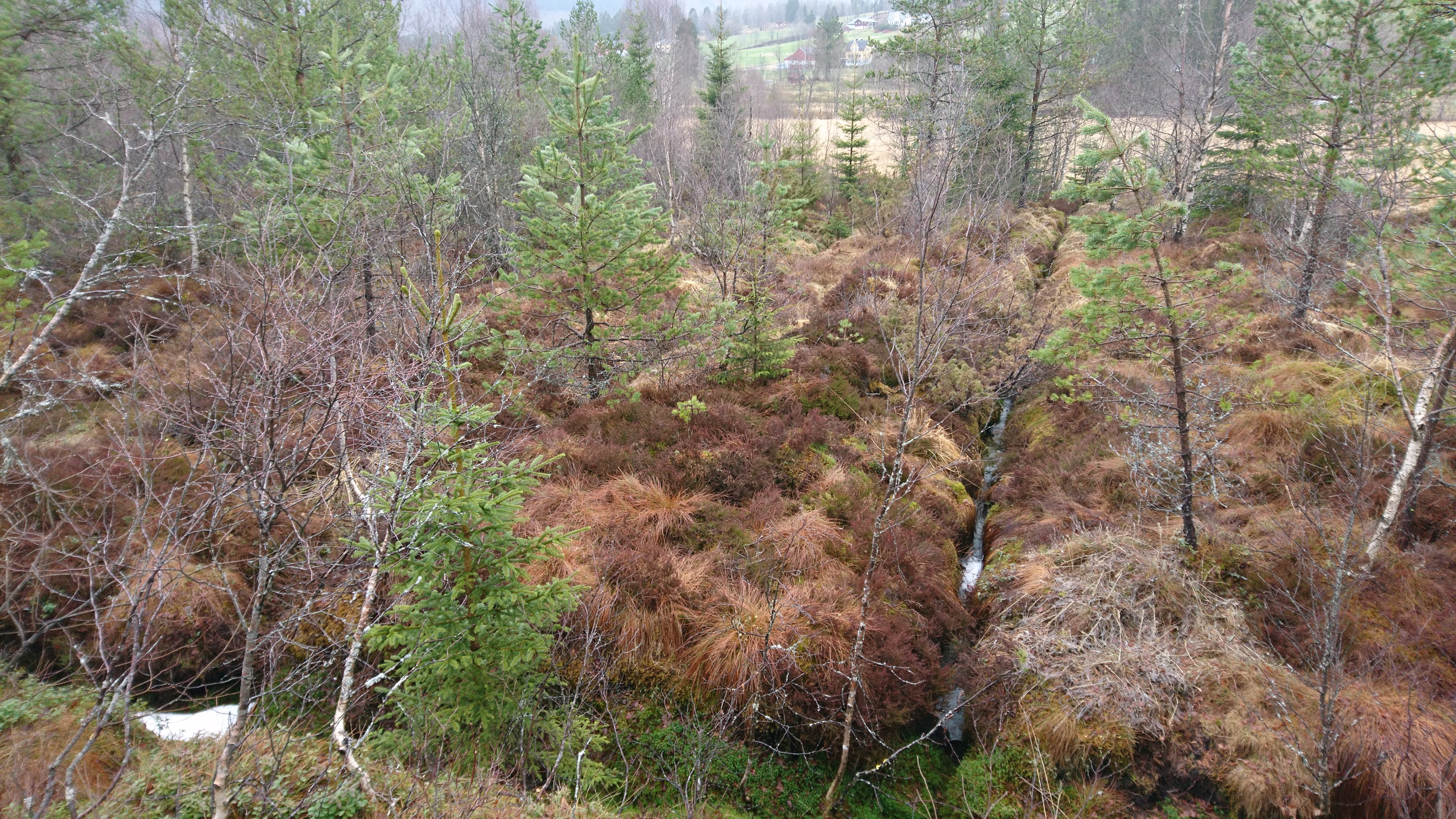 01 Åmsmyra befaringplanlegging før hogst og restaurering.JPG