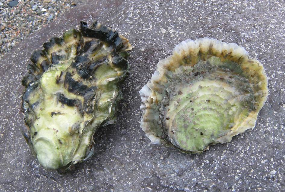 Stillehavsøsters til venstre og flatøsters til høyre. Merk at stillehavsøsters her en mer langstrakt form og taggete, skarp kant.