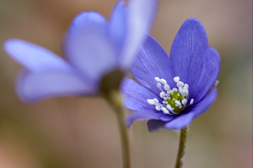 Du finner også blåveis i Kile naturreservat