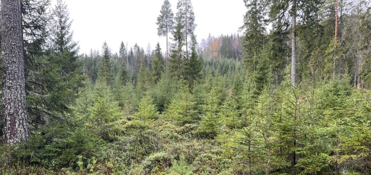 Vellykket foryngelse etter skjermstillingshogst