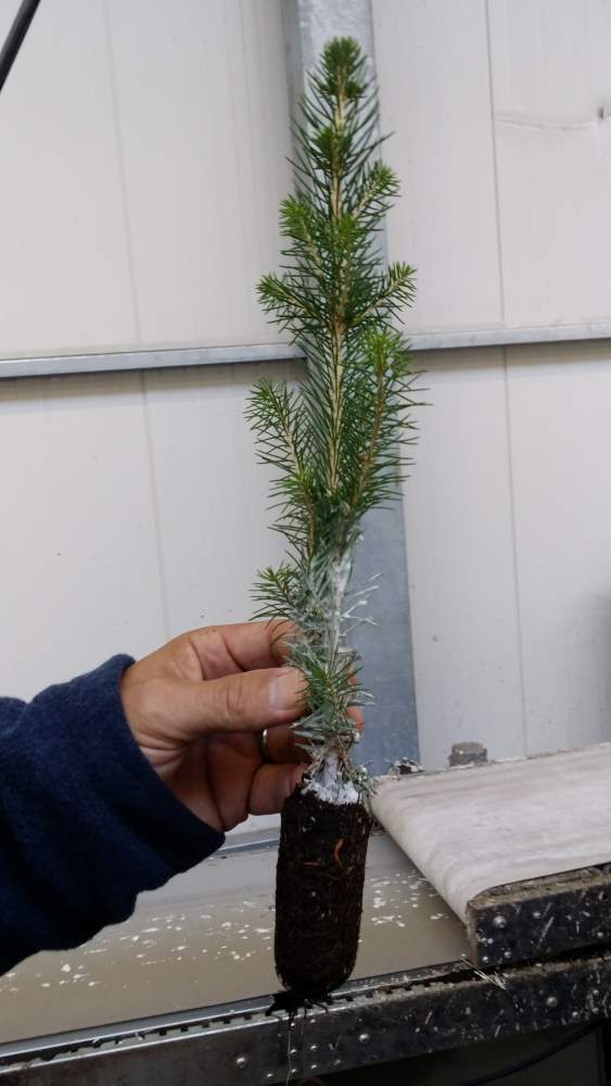 Voksbehandlet dekkrotplante fra Skogplanter Østnorge as på Biri.