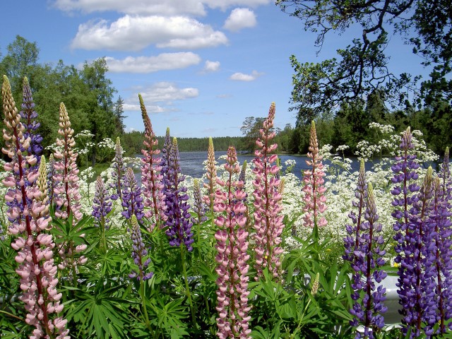 Lupiner spp. Foto: Bernt Fransson, Wikimedia Commons.