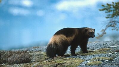 Illustrasjonsbilde av jerv - Fylkesmannen i Nordland