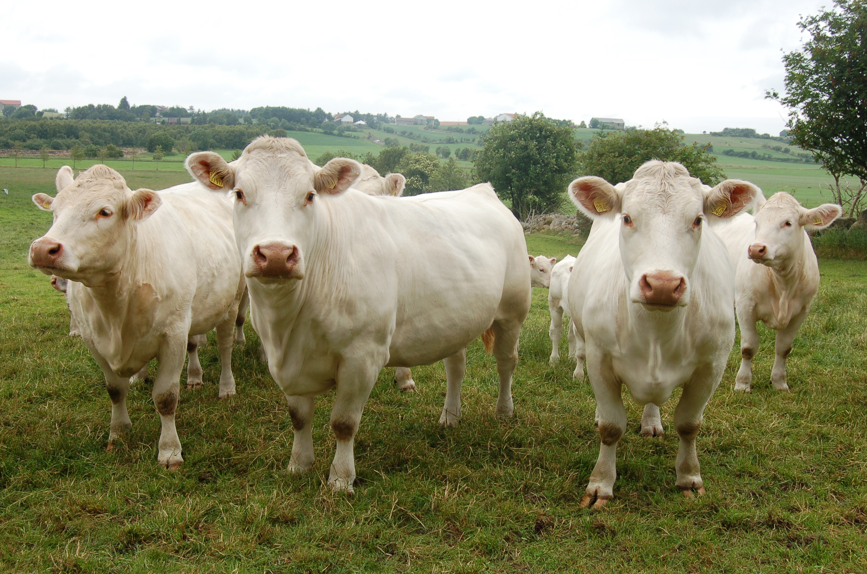 Kjøttfe av Charolais på beite