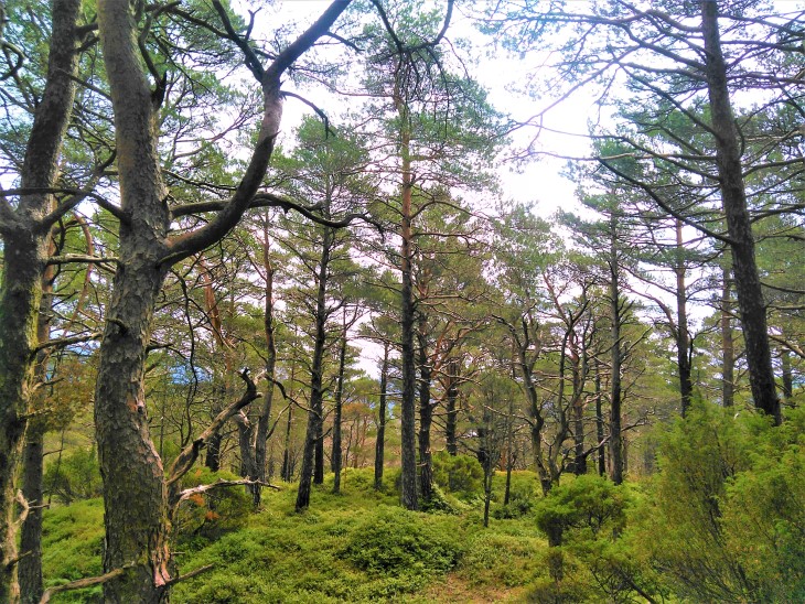 Bilete frå Stemnebøskogen