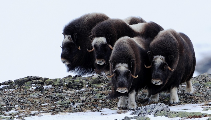 Moskusflokk på Dovre. Foto: Bjørn Rangbru.